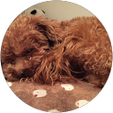 X Shimo profile picture